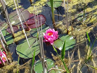 Propstei Wechterswinkel_Seerose