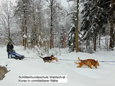 Schlittenhundeschule