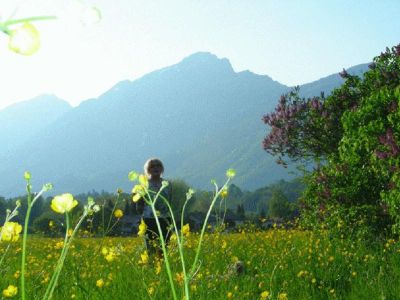 Blumenwiese mit Staufen im Hintergrund