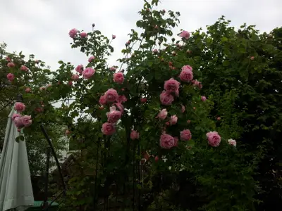 Gartenidylle