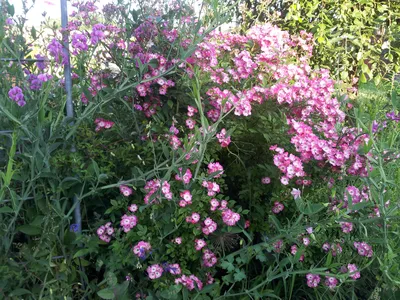 Blüten