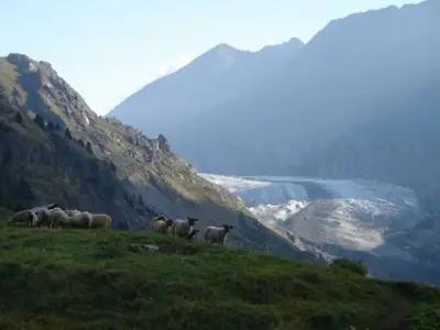 Ferienwohnung für 5 Personen (56 m²) in Belalp 8/10