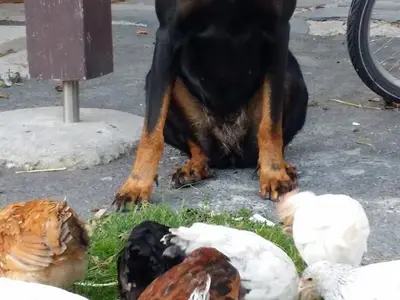 Hofhund Ayla mit Junghennen