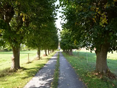 Lindenallee
