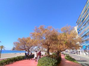 23843056-Ferienwohnung-6-Benidorm-300x225-3