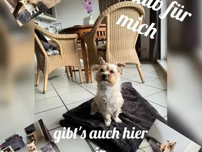 Ferienwohnung für 4 Personen (63 m²) in Bensersiel 6/10