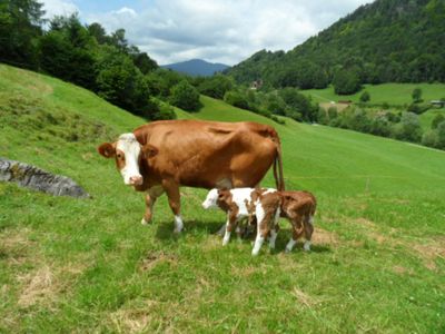 Kuh Moni mit Zwillingen