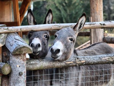 Esel "Paula" und "Clara"