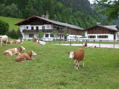 Kühe mit Haus