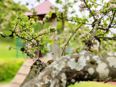 Blüten