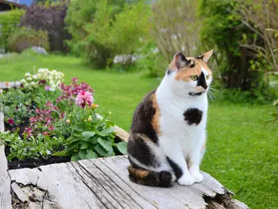 Katze