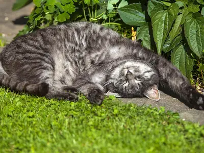 Unsere Katze