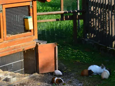 Hasen und Meerschweinchen