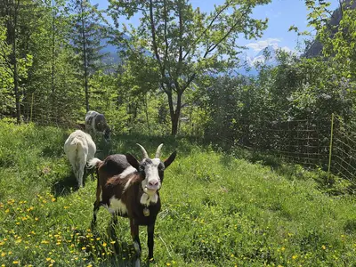 Ziegen Resi, Franzi und Heidi