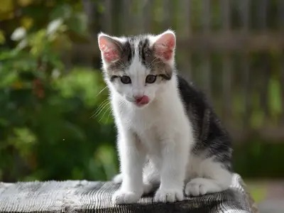 Kater Pepperl