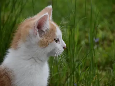 Kater Joshi