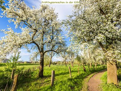 Frühlingserwachen