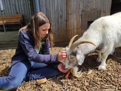 Ziege Flocki frisst aus der Hand