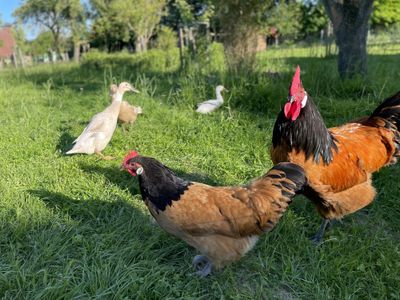 Hühner und Enten