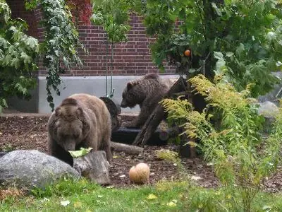 Berliner Bären in der City