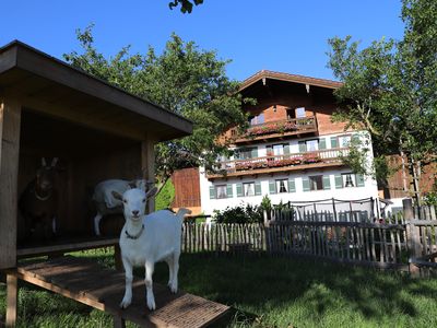 Ziegen im Außengehege