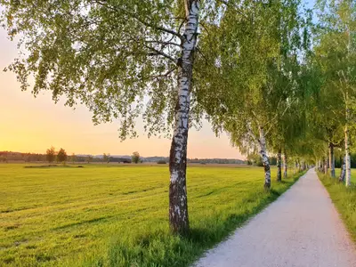 Birkenallee zum Chiemsee