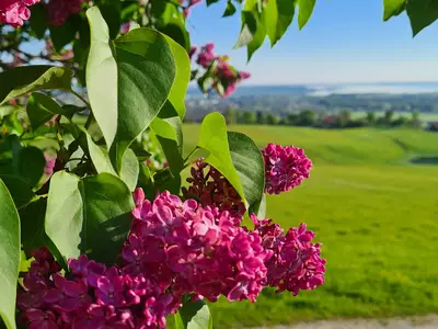 Frühling am Schleipfnerhof