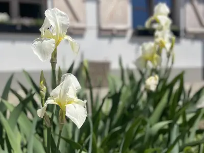 Blumen