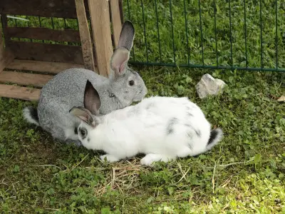 Ferienwohnung für 4 Personen (82 m²) in Bernau am Chiemsee 1/10