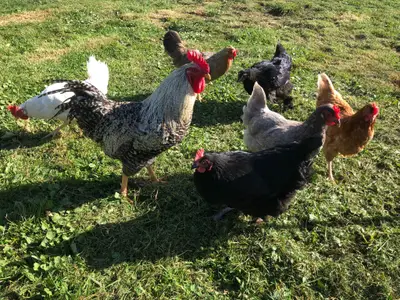 Unsere Hühner mit Gockel