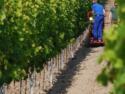 Weingut Roussel, Lage "Lay" in Bernkastel