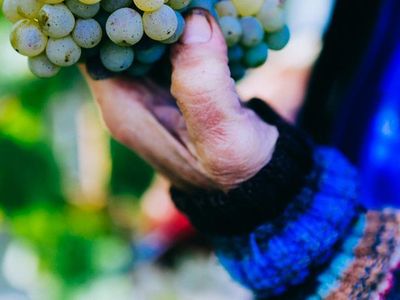 Traubenlese von Hand im Weingut Roussel