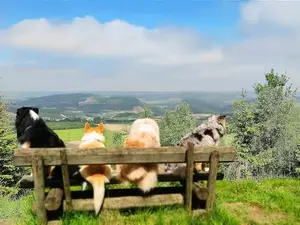 Ferienwohnung für 3 Personen (55 m²) in Bestwig