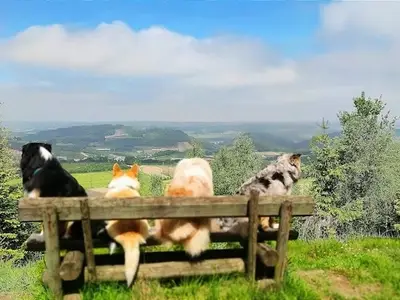 Ferienwohnung für 3 Personen (55 m²) in Bestwig 1/10