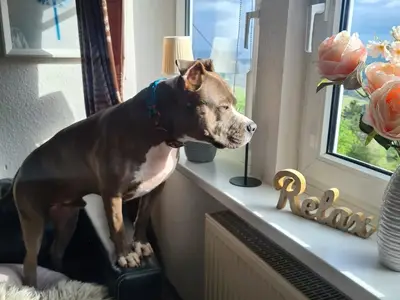 Ferienwohnung für 3 Personen (55 m²) in Bestwig 5/10