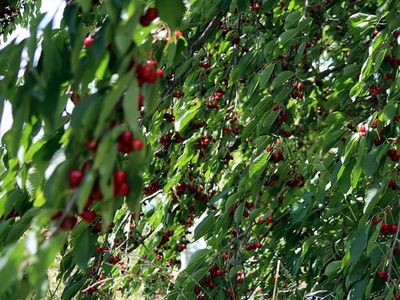 ungespritzte Obstbäume zum Ernten