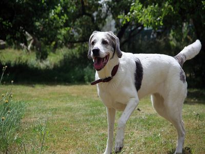 Hunde sind herzlich willkommen, dies ist ein Gästehund