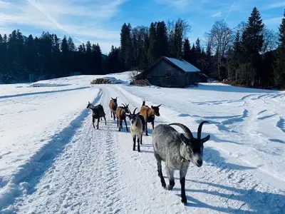 Ferienwohnung für 4 Personen (100 m²) in Bezau 7/10