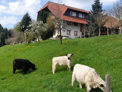 Ferienwohnung für 7 Personen (90 m²) in Biederbach 7/10