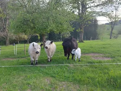 Ferienwohnung für 7 Personen (90 m²) in Biederbach 9/10