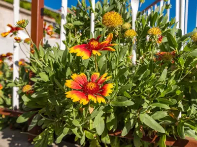 GardenSummer