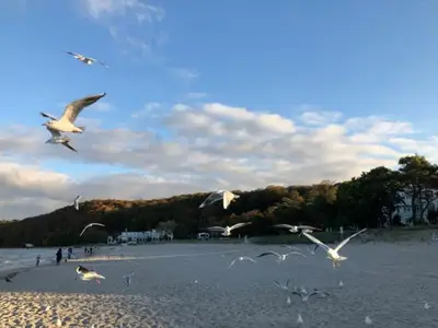 Ferienwohnung für 4 Personen (46 m²) in Binz (Ostseebad) 10/10