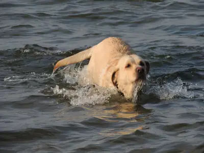 Ferienwohnung für 4 Personen (48 m²) in Binz (Ostseebad) 10/10
