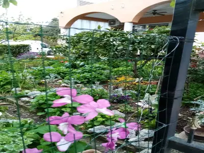 GardenSummer