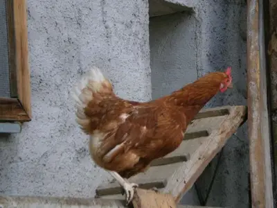 Ferienwohnung für 5 Personen (65 m²) in Birnbaum im Lesachtal 10/10