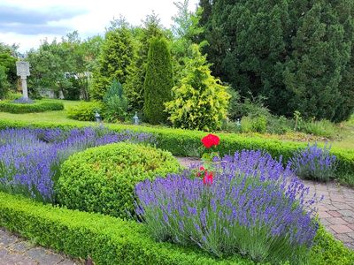 Lavendel und Blumen