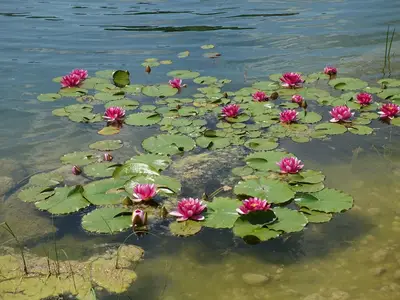Badeweiher