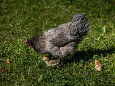 Unsere Hühner auf dem Bauernhof