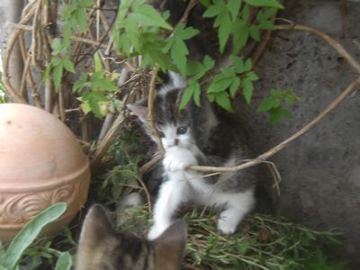 Tiere auf dem Bauernhof