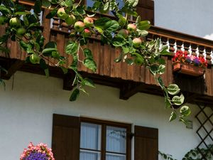 Apfelbaum im Garten Ihres Urlaubsdomizils